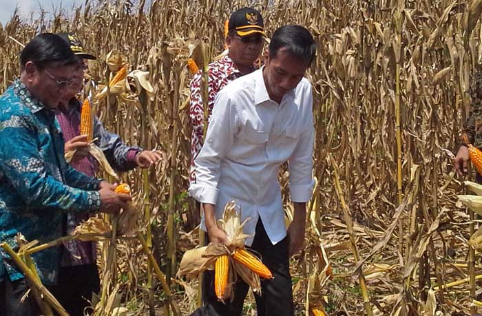 Direktur Pakan Ternak Kementan: Indonesia Impor Jagung Sesuai Kebutuhan, Bukan Keinginan